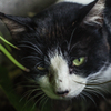 野良猫