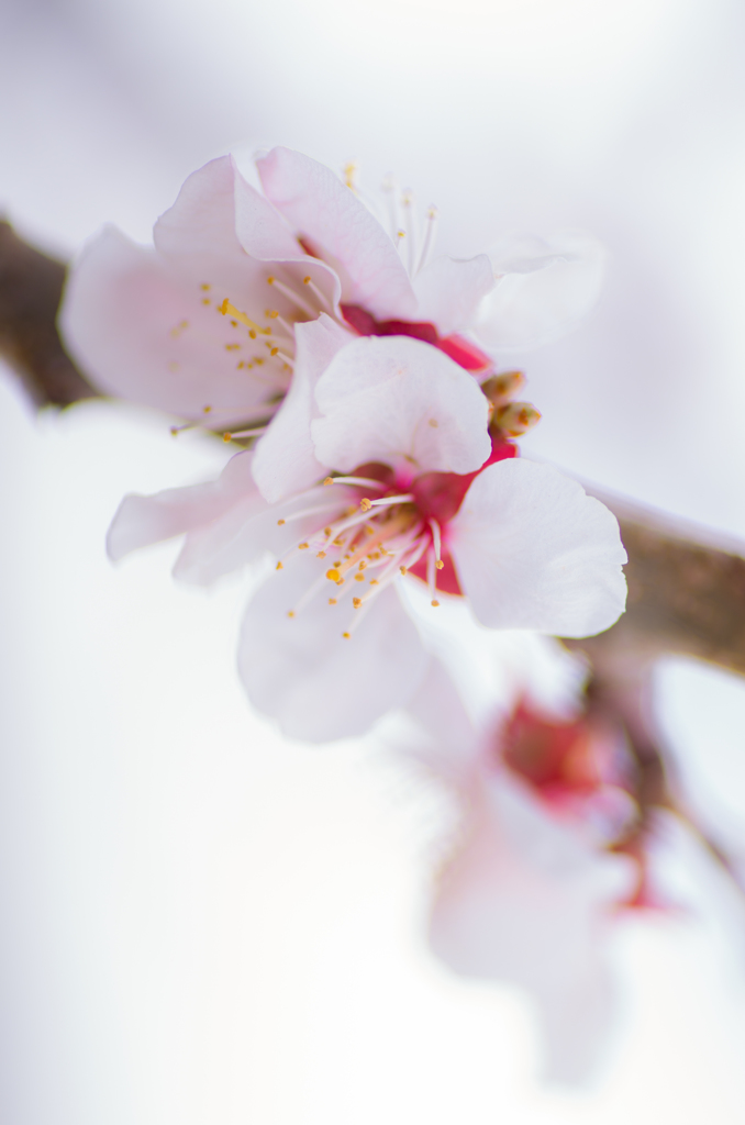 春の桜