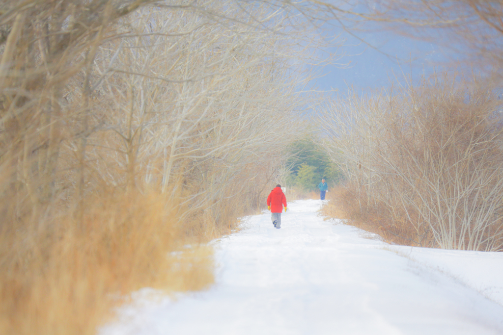 雪の散歩道