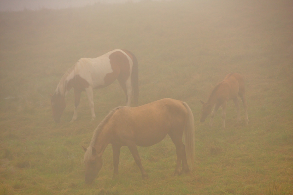 朝霧の放牧