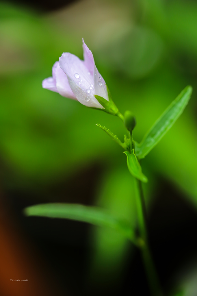 雨に咲く花