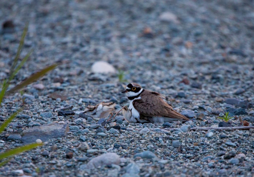 コチドリの親子