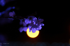 夜桜