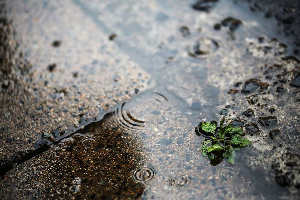 梅雨入り