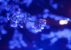 雨の夜桜ライトアップ