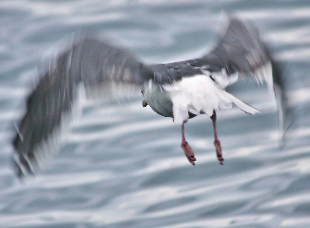 うみねこ by きくちやすし （ID：2448491） 写真共有サイトPHOTOHITO