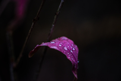 IMGP6801