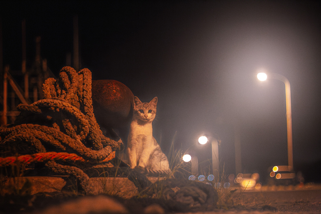 野良猫