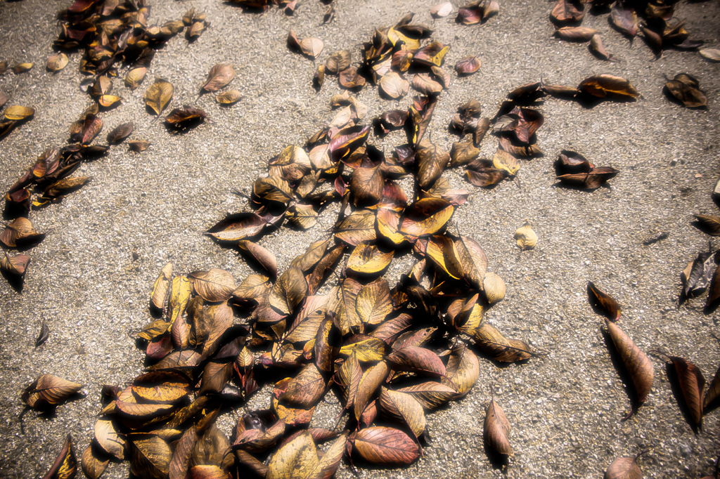 木の葉隠れの術