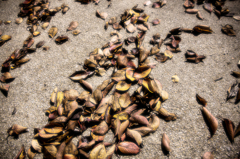 木の葉隠れの術