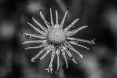 終わりの時を刻む