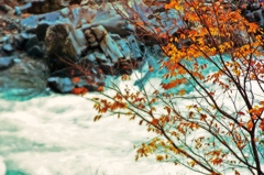 渓流を眺める紅葉