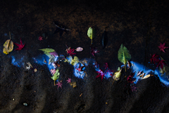 Autumn exhibition