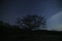 亀が森の一本桜