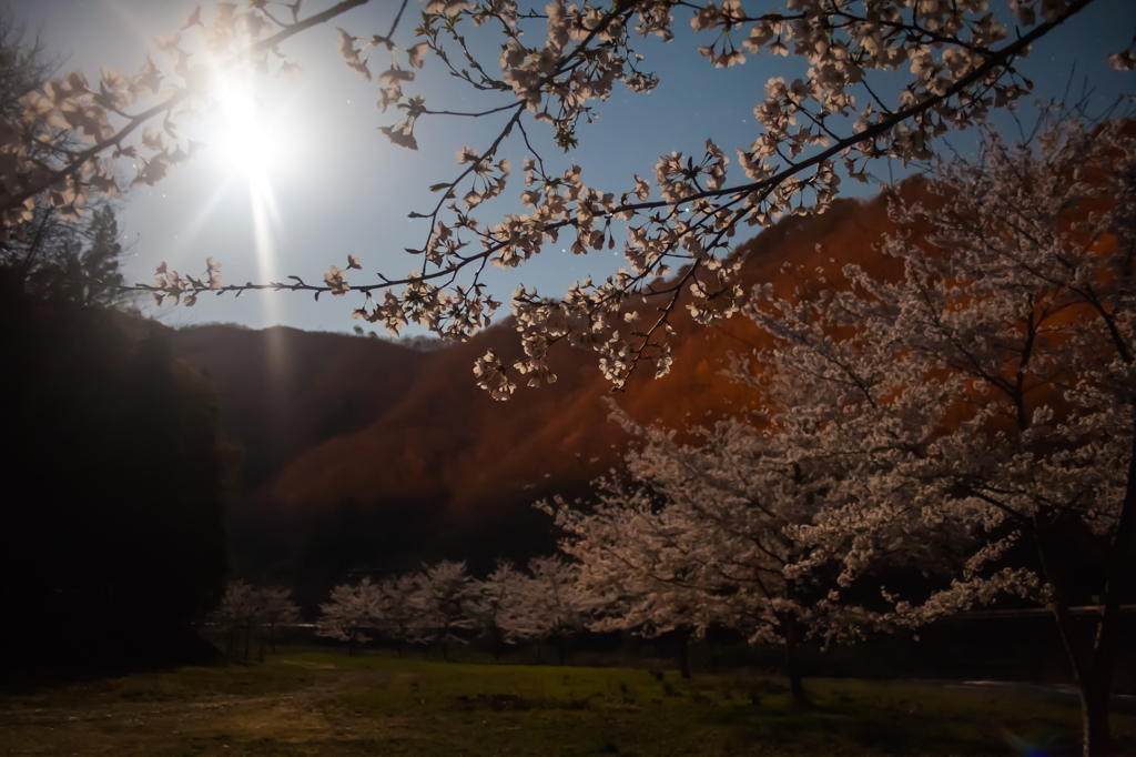 月夜の桜