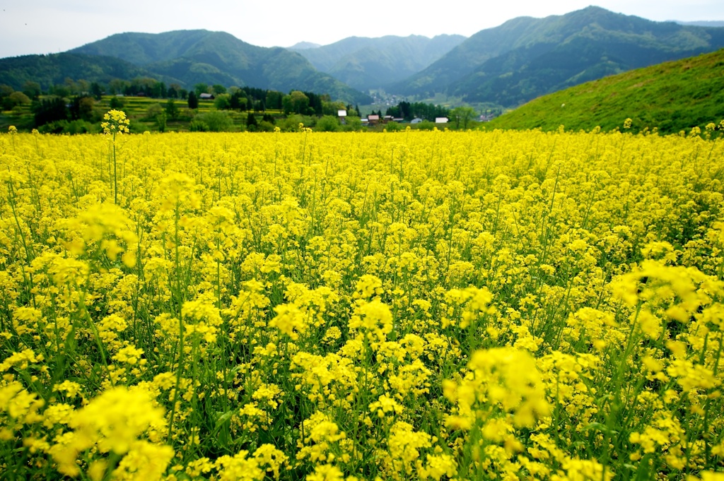 飯山菜の花 42