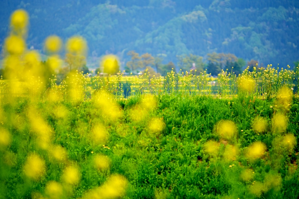 飯山菜の花 02