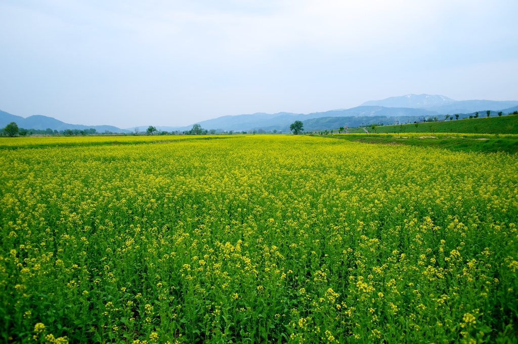 飯山菜の花 23