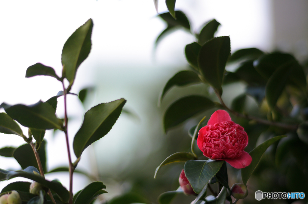 冬の華