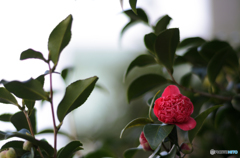 冬の華
