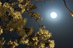 夜桜