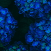 紫陽花_1