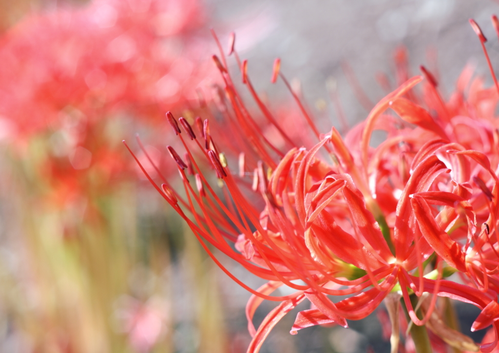 曼珠沙華