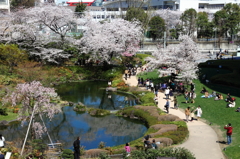 ヒルズの桜