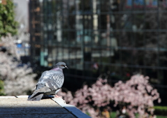 鳩だって花見をしたいもの