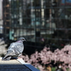 鳩だって花見をしたいもの