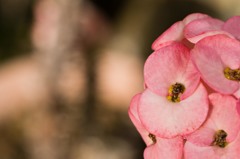 サボテンの花