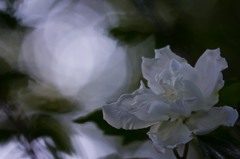 白く清純な思い