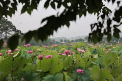 蓮池