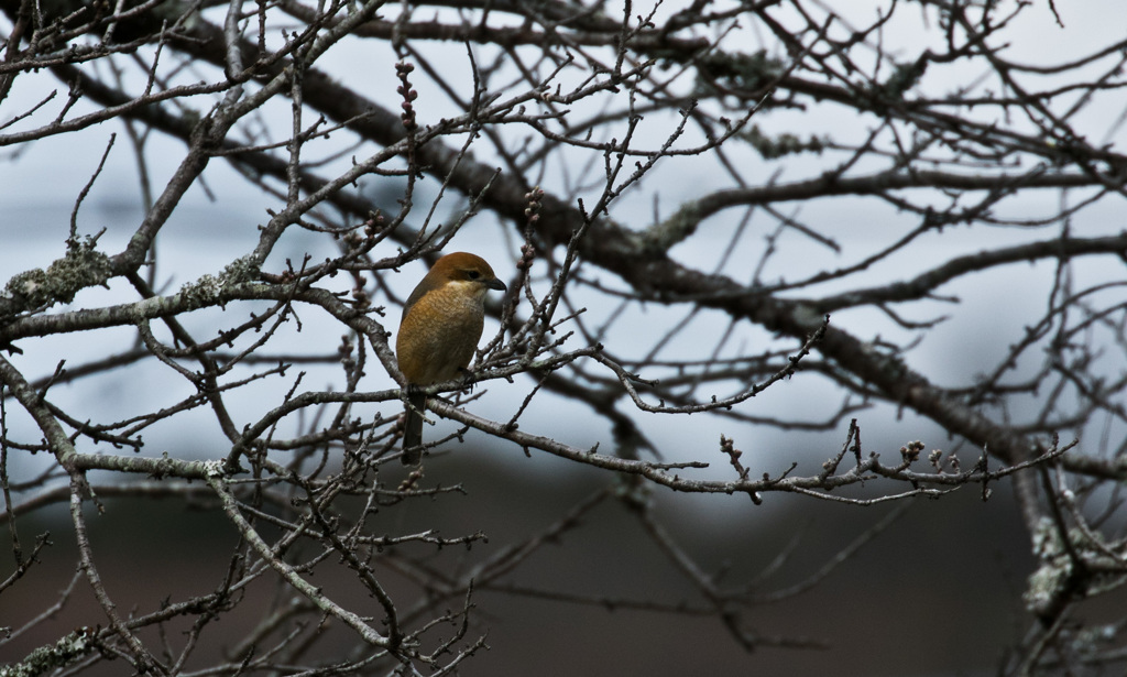 百舌鳥でしょうか？