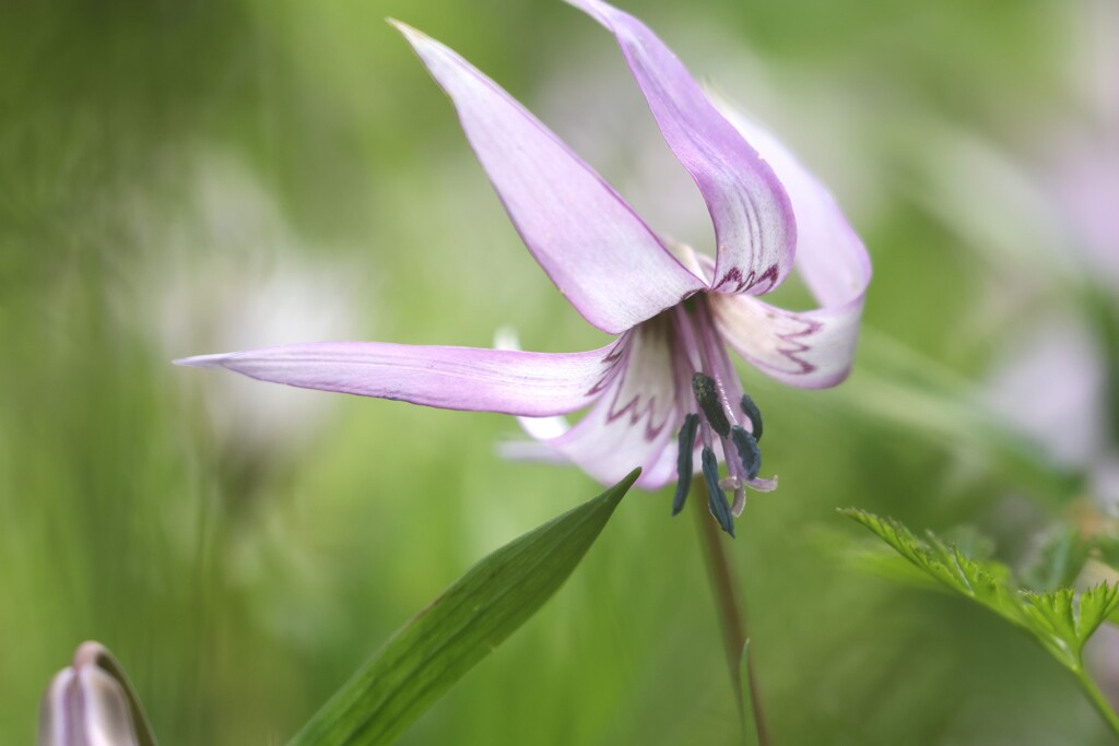 カタクリの花