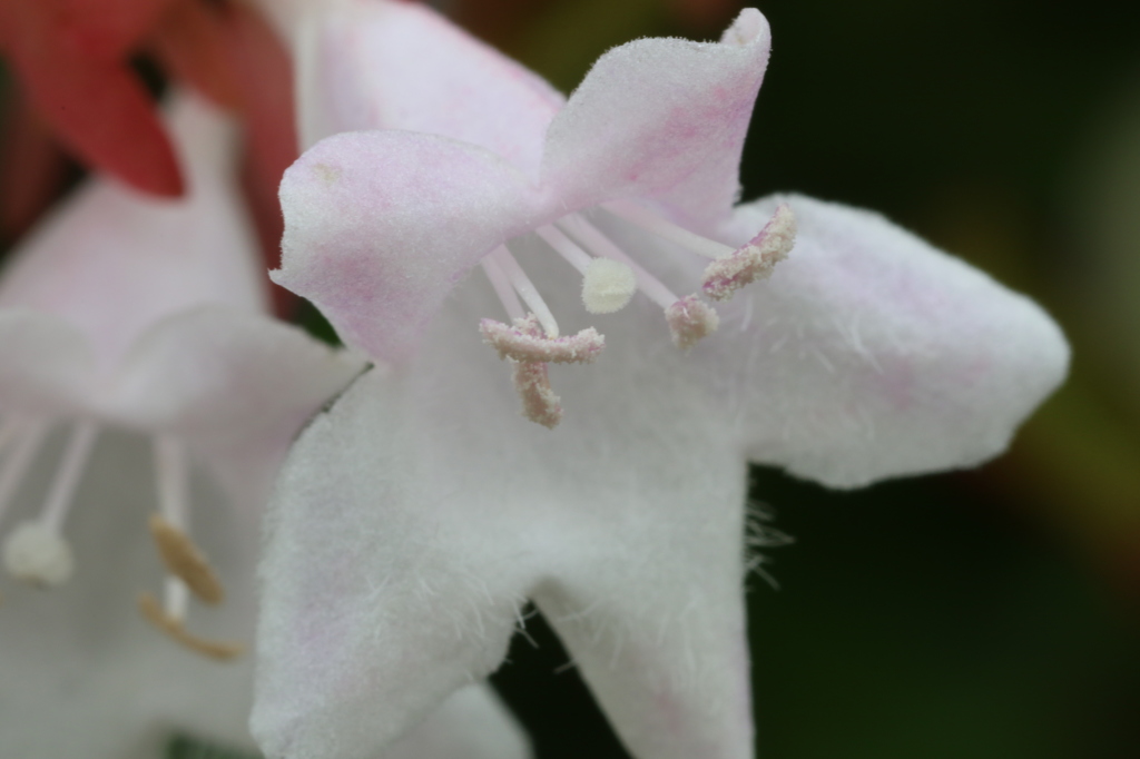 小さな小さな・・・