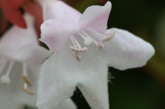 小さな小さな・・・