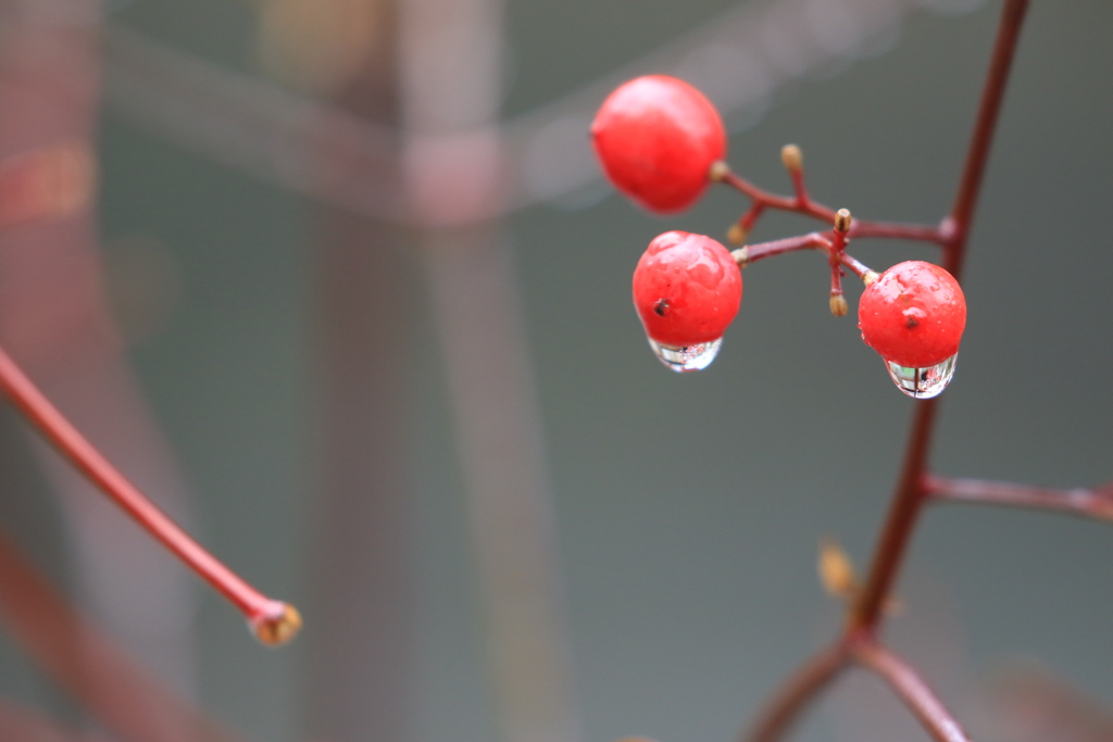 雨