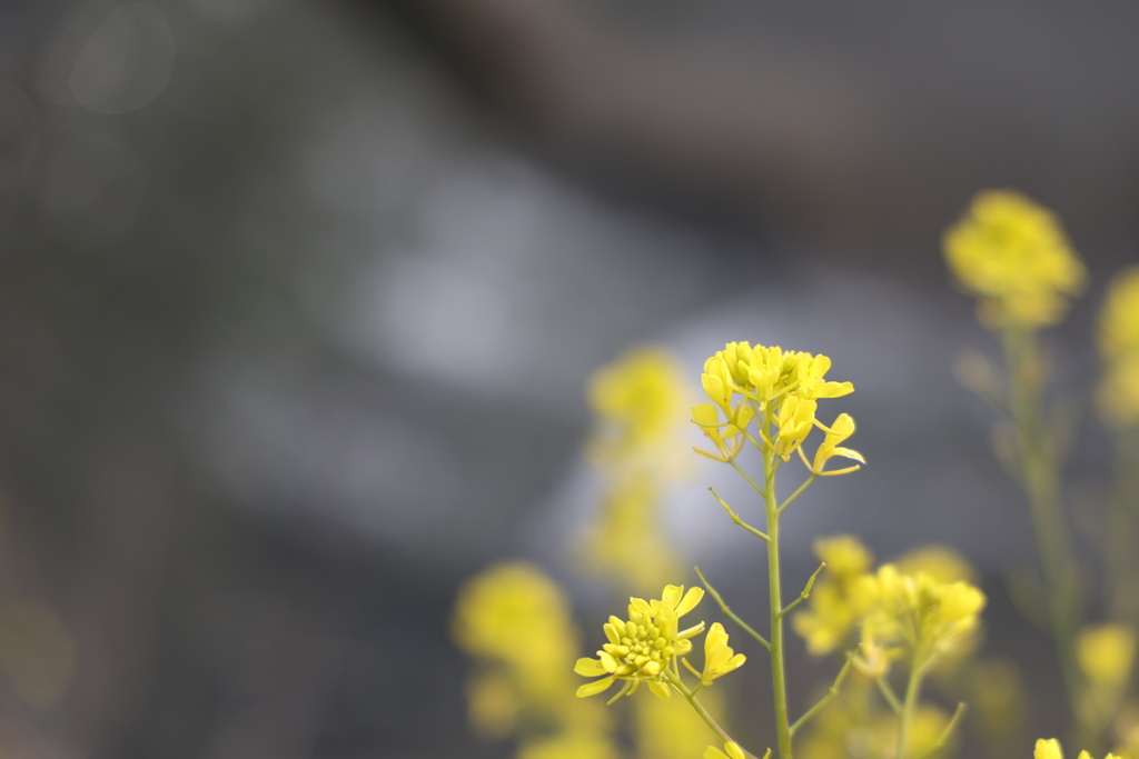 菜の花