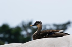 気持ちよさそう！