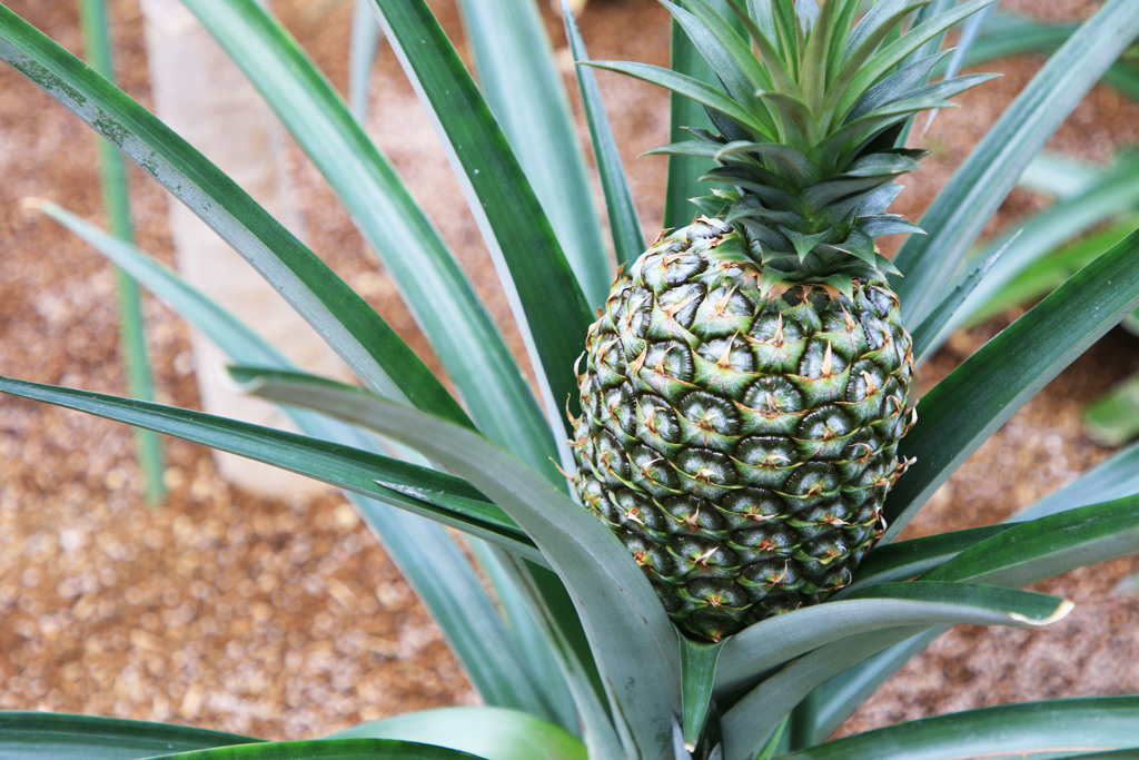 パイナップル