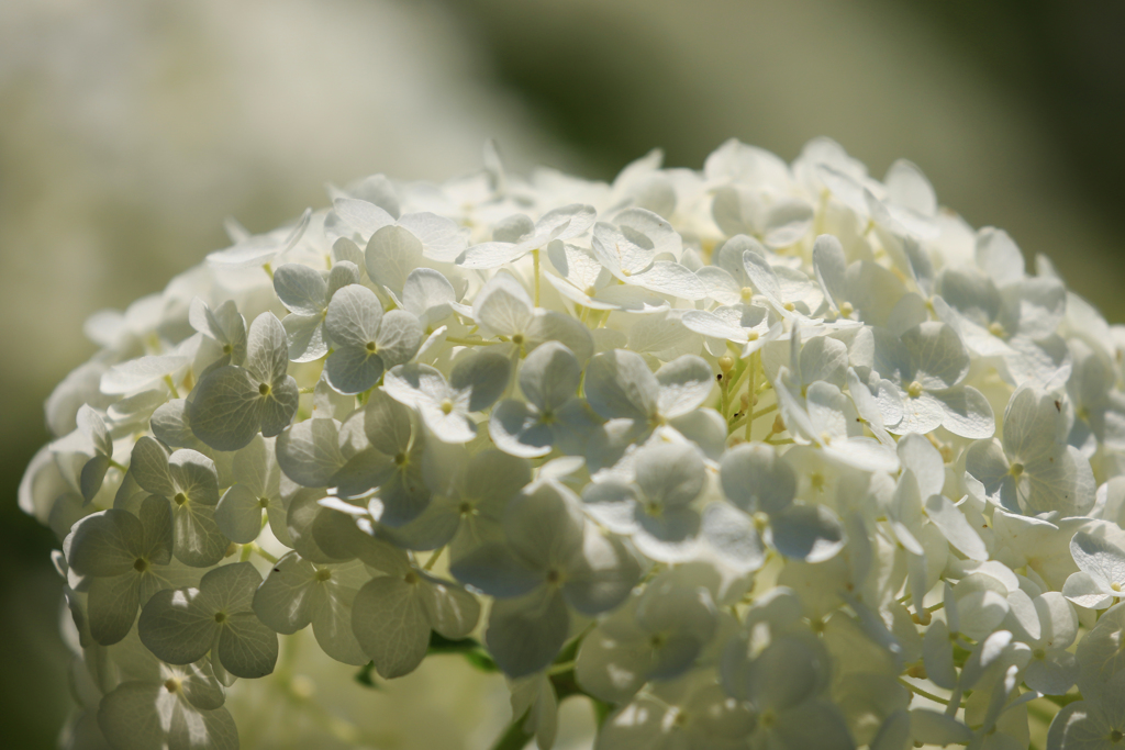 紫陽花2