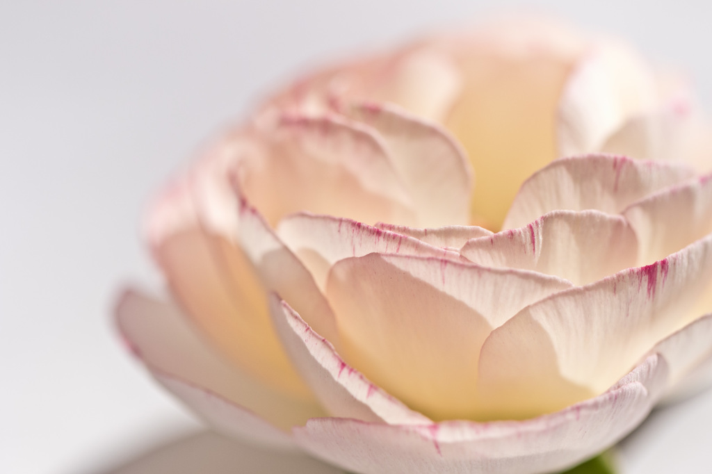 庭の花