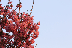 花見