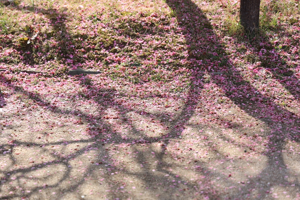 落花