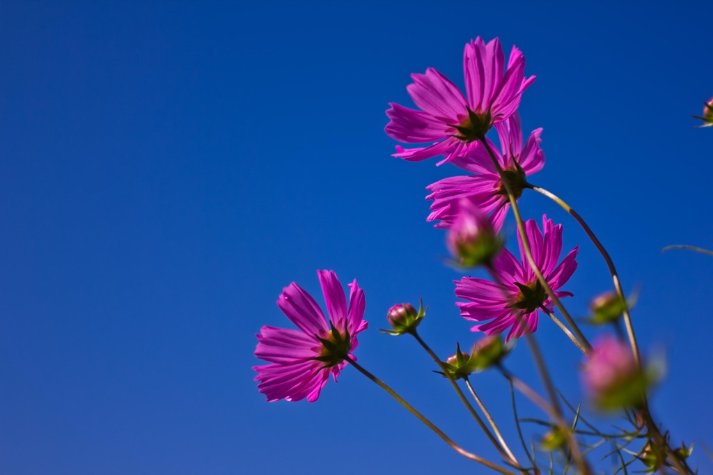 青空に向かって