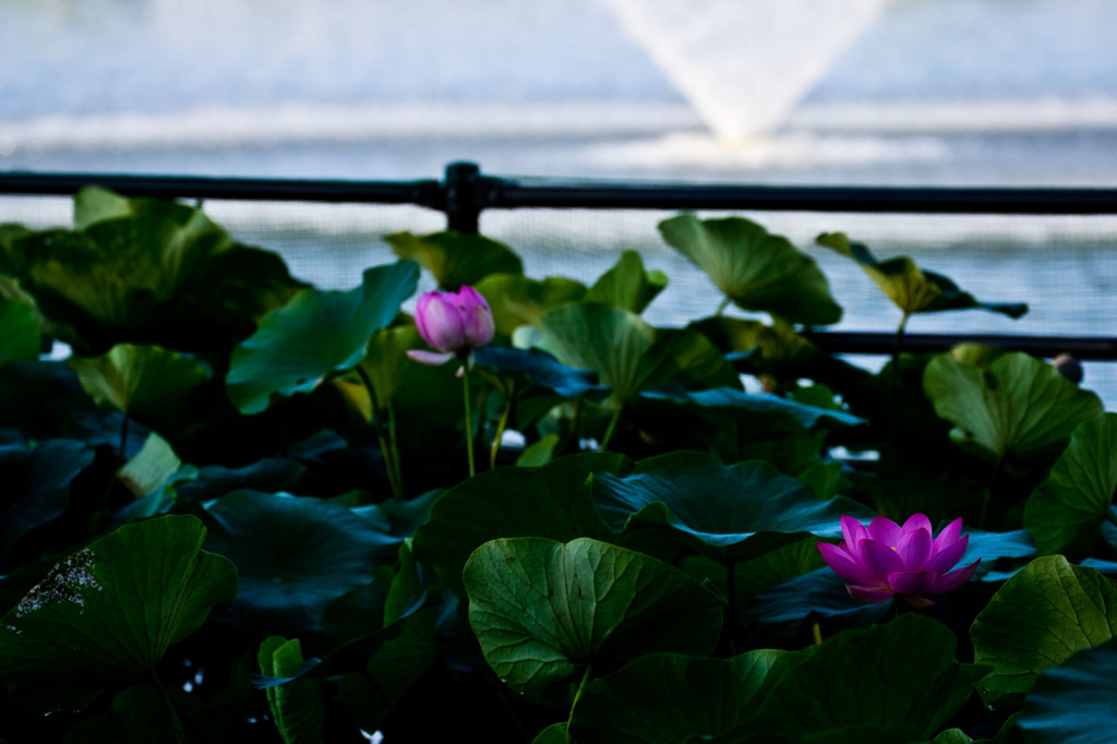 噴水をバックに