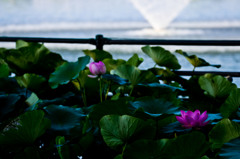 噴水をバックに