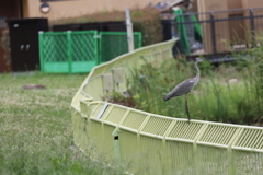 ピシッと