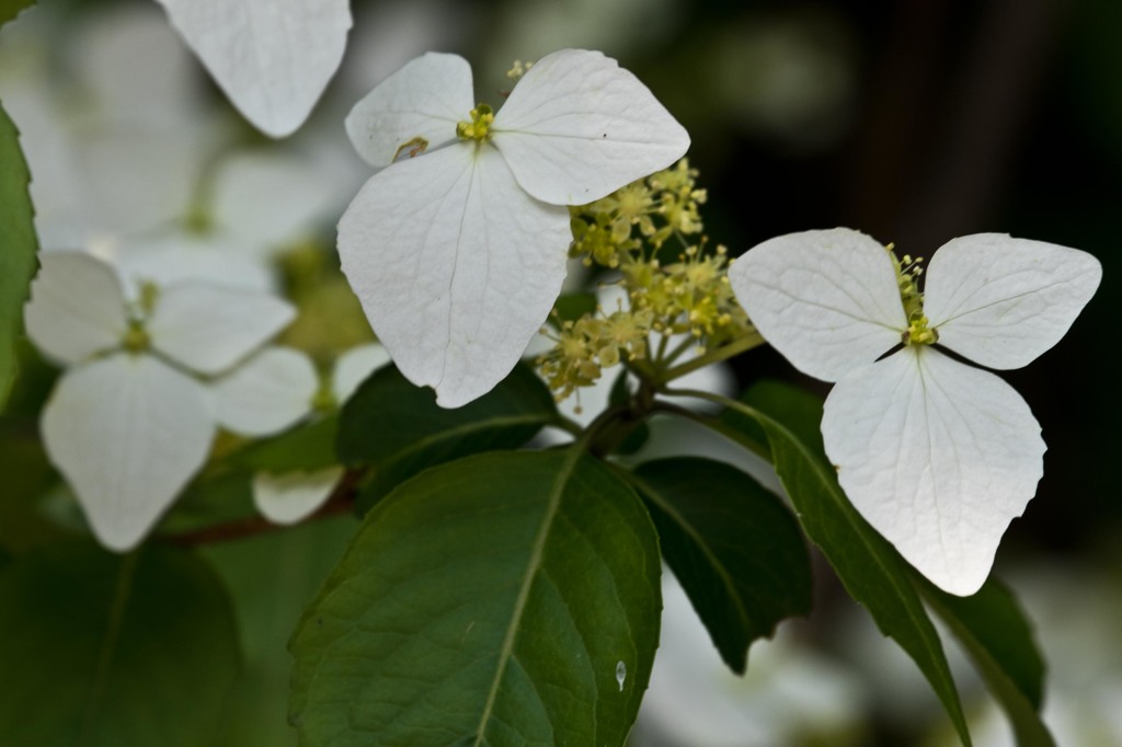 アジサイの一種？